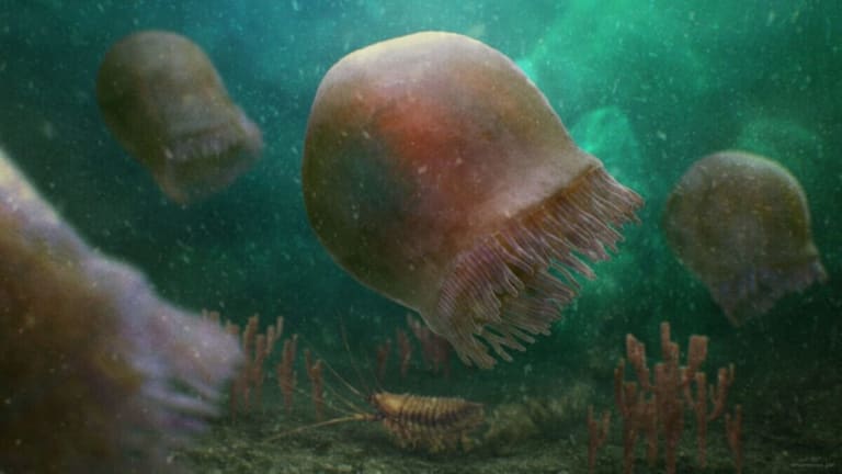 Ancient Wonder: Scientists Unearth Oldest Jellyfish Species Ever Found
